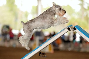 Gizmo obedience training club palm beach county