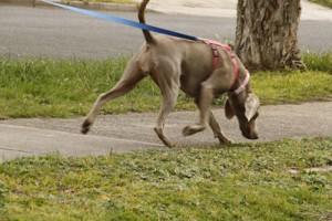 tracking obedience training club palm beach county