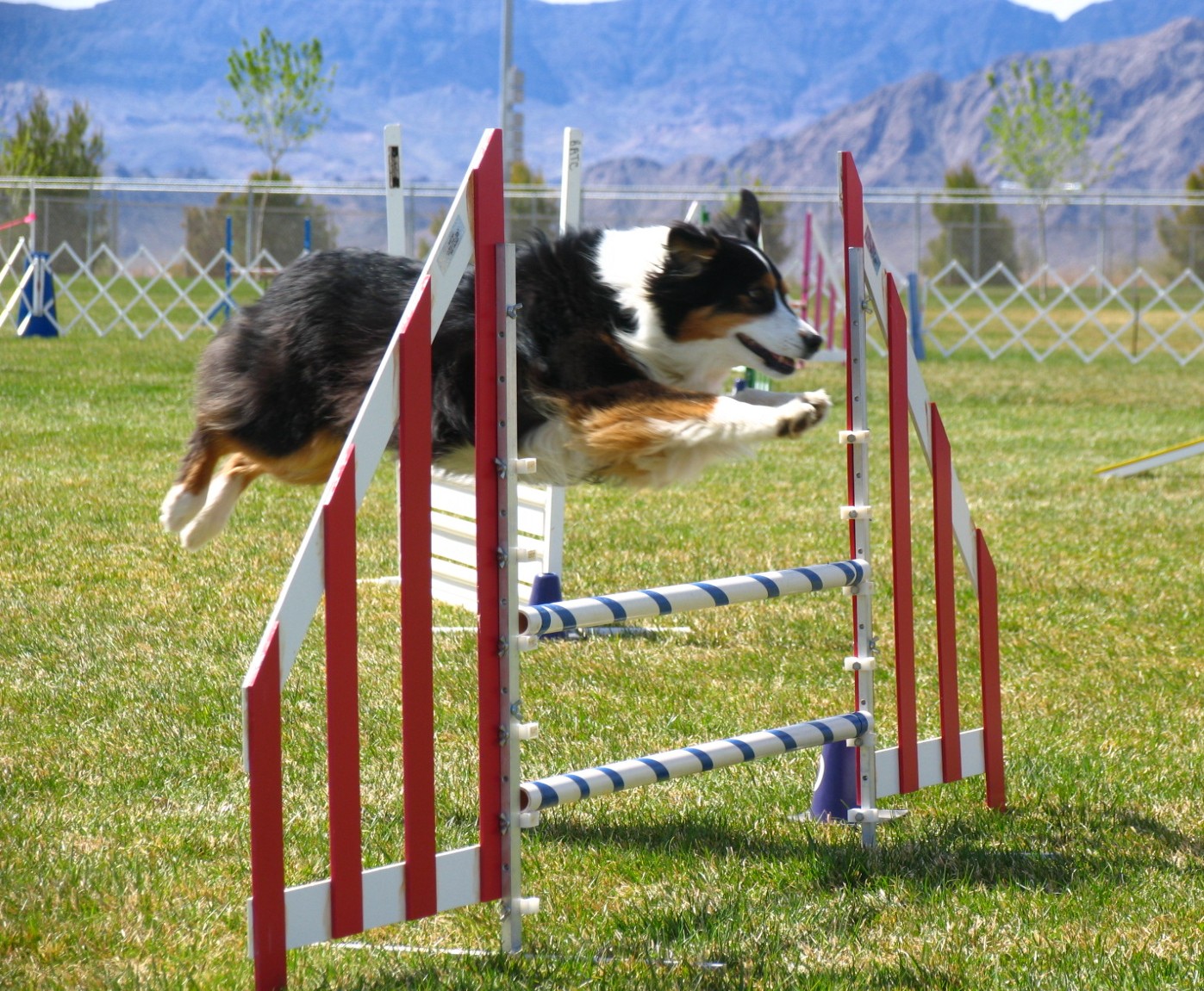 dog agility class
